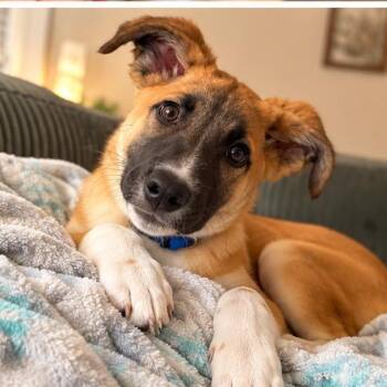Dante -  German Shepherd Dog and Great Pyrenees Dog for Adoption in Pottsboro, Texas - Dante | PetCurious