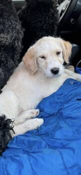 Goldendoodle Dogs Available for Adoption - Sable | PetCurious