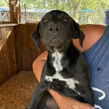 Mixed Breed Dogs Available for Adoption in Williston, Florida - Emily | PetCurious