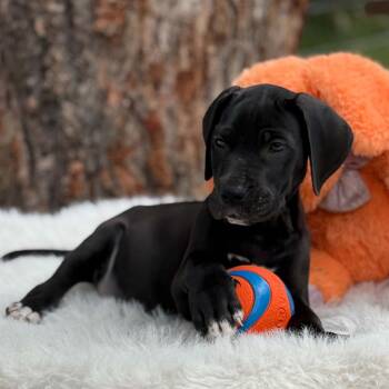 Snoop -  Great Dane Dog Available for Adoption in Tehachapi, California - Snoop | PetCurious