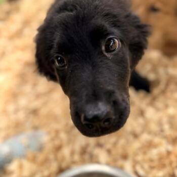 Flat Coated Retriever Dogs Available for Adoption in Fosters, Alabama - HAWKEYE | PetCurious