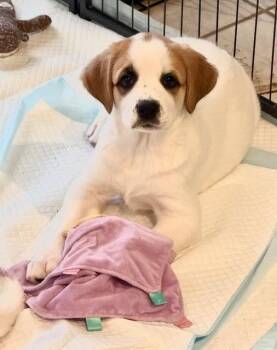 Charlotte -  Great Pyrenees Dog Available for Adoption in Leander, Texas - Charlotte | PetCurious