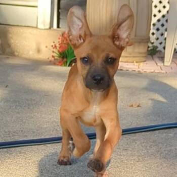 Dale -  Labrador Retriever Dog for Adoption in Richmond, Virginia - Dale | PetCurious