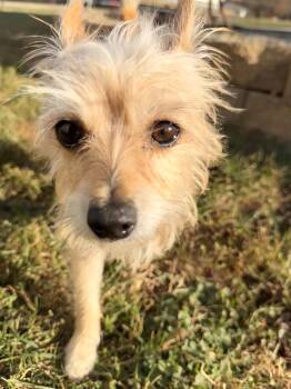 Rescue Yorkshire Terrier and Chihuahua Dogs for Adoption in Brazil, Indiana - Winnie | PetCurious