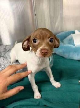 Dove -  Rat Terrier and Mixed Breed Dog for Adoption in North Miami Beach, Florida - Dove | PetCurious
