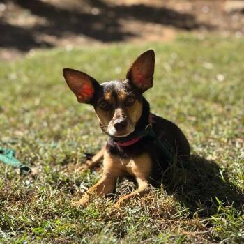 Rescue Chihuahua Dogs for Adoption in Marietta, Georgia - Mouse | PetCurious