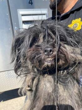 Ursula -  Terrier Dog for Adoption in Victorville, California - Ursula | PetCurious