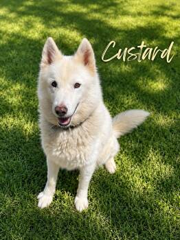 Custard -  Siberian Husky Dog for Adoption in Catawissa, Pennsylvania - Custard | PetCurious