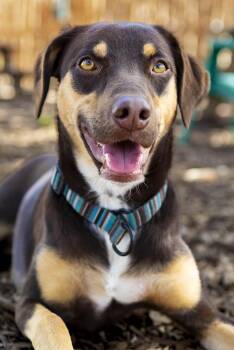 Rescue Australian Kelpie Dogs for Adoption in Marble Falls, Texas - Bo | PetCurious