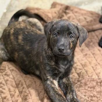 Rockies -  Labrador Retriever and Shepherd Dog for Adoption in Sacramento, California - Rockies | PetCurious