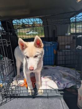 Serena -  Siberian Husky and Mixed Breed Dog for Adoption in Divide, Colorado - Serena | PetCurious