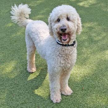 Petunia -  Poodle Dog for Adoption in Charlottesville, Virginia - Petunia | PetCurious