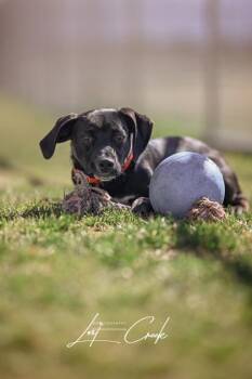 Labrador Retriever and Mixed Breed Dogs Available for Adoption in Kalispell, Montana - Holden | PetCurious