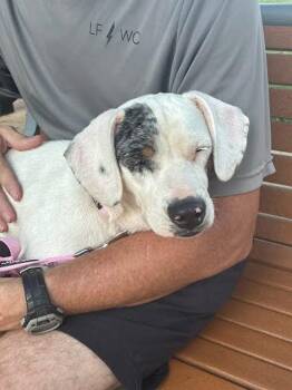 Yuka -  Basset Hound Dog for Adoption in Austin, Texas - Yuka | PetCurious