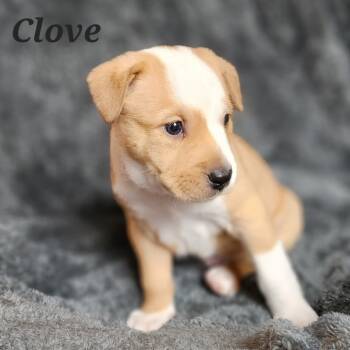Rescue Mixed Breed Dogs for Adoption in Fairfax Station, Virginia - Clove | PetCurious