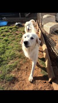 Bonnie -  Great Pyrenees Dog for Adoption - Bonnie | PetCurious