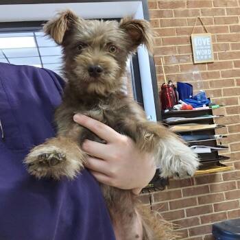 Lila -  Terrier Dog for Adoption in Birmingham, Alabama - Lila | PetCurious