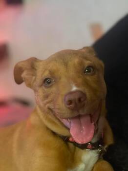 Jenny -  Pit Bull Terrier Dog Available for Adoption in Duluth, Minnesota - Jenny | PetCurious