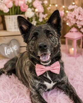 Morrigan -  Dutch Shepherd Dog for Adoption in Merrillville, Indiana - Morrigan | PetCurious