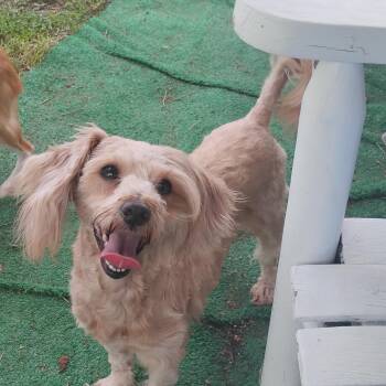 Chai -  Shih Tzu Dog Available for Adoption in Salisbury, Maryland - Chai | PetCurious
