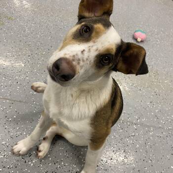 Australian Shepherd and Australian Cattle Dog Blue Heeler Dogs Available for Adoption - Malcolm | PetCurious