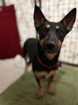 Mocha -  Corgi and Terrier Dog for Adoption in Los Angeles, California - Mocha | PetCurious