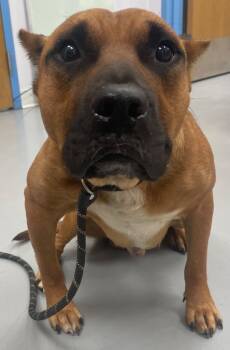 Rescue Boxer and Terrier Dogs for Adoption in Hartsville, South Carolina - Strider | PetCurious