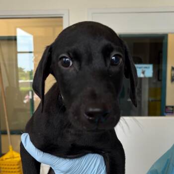 Magma -  Black Labrador Retriever and Mixed Breed Dog for Adoption in Nashville, Tennessee - Magma | PetCurious
