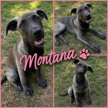 Montana -  German Shepherd Dog Dog for Adoption in Zimmerman, Minnesota - Montana | PetCurious
