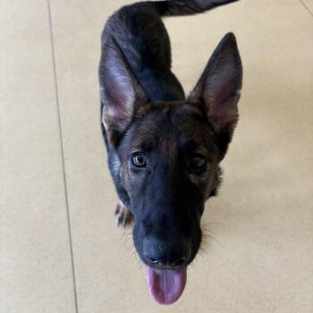 German Shepherd Dog Dogs Available for Adoption - River | PetCurious