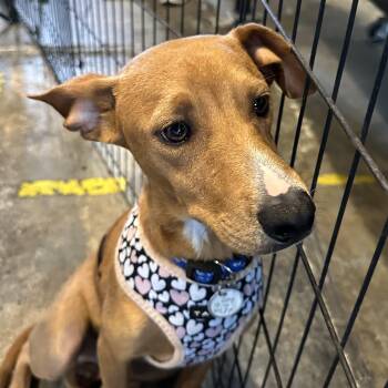 River -  Chihuahua and Terrier Dog for Adoption in San Diego, California - River | PetCurious