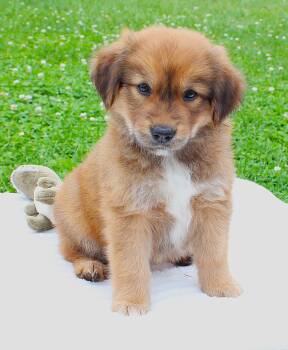 Bonnie -  Pembroke Welsh Corgi and Border Collie Dog for Adoption in Lisbon, Iowa - Bonnie | PetCurious