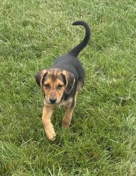 Phoebe -  Shepherd and Hound Dog for Adoption in South Bend, Indiana - Phoebe | PetCurious