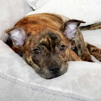 Mixed Breed Dogs Available for Adoption in Itasca, Illinois - Garey | PetCurious
