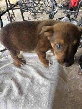 Mixed Breed Dogs Available for Adoption in Dallas, Texas - Nevada Pups: Pup 5 (Rolling Stones) | PetCurious