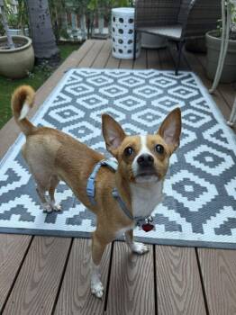 Nigel -  Chihuahua Dog for Adoption in Los Angeles, California - Nigel | PetCurious