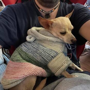 Chihuahua Dogs Available for Adoption in Bedford Park, Illinois - Crawford | PetCurious