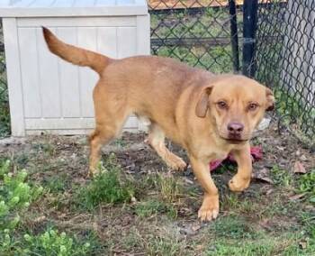 Shepherd and Basset Hound Dogs Available for Adoption in Conway, South Carolina - Macaw | PetCurious