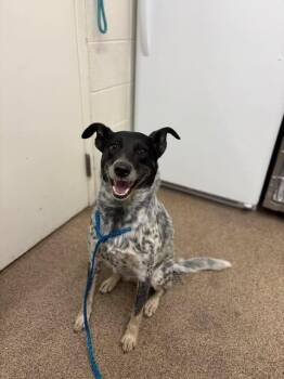 Marlie -  Border Collie Dog for Adoption in Fruit Heights, Utah - Marlie | PetCurious