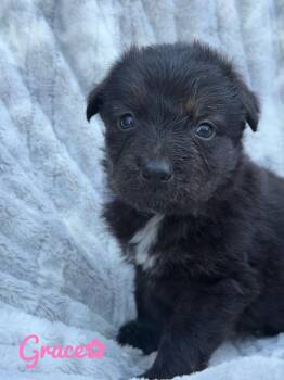 Grace -  German Shepherd Dog Dog for Adoption in Pleasant Hill, California - Grace | PetCurious