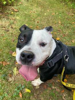 Rescue American Bully Dogs for Adoption in North Haven, Connecticut - Zeppelin | PetCurious