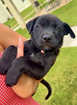 Labrador Retriever and Shepherd Dogs Available for Adoption in Isabela, Isabela - Ms. Luna - Moon , Sweet, Loving, Girl Puppy *LOW FEE* | PetCurious