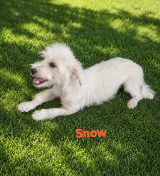 Snow -  Poodle Dog for Adoption in New Port Richey, Florida - Snow | PetCurious