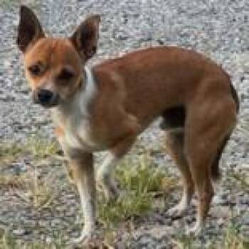 Quiver -  Chihuahua Dog for Adoption in Portsmouth, Ohio - Quiver | PetCurious