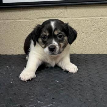 Ikaris -  Chihuahua and Jack Russell Terrier Dog for Adoption in Madisonville, Kentucky - Ikaris | PetCurious
