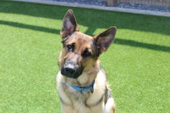 Indy -  German Shepherd Dog Dog for Adoption in Chestertown, Maryland - Indy | PetCurious