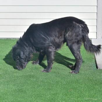 Mastiff and Mixed Breed Dogs Available for Adoption - Bubba J | PetCurious