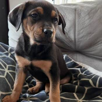 Rottweiler and Terrier Dogs Available for Adoption in Holiday Hills, Illinois - Bremer | PetCurious