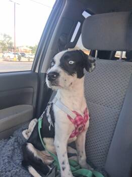 Mixed Breed Dogs Available for Adoption in Northlake, Illinois - Antonio | PetCurious