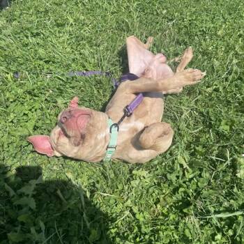 American Staffordshire Terrier Dogs Available for Adoption in Uniontown, Pennsylvania - Ragnar | PetCurious